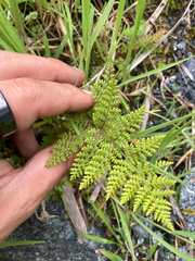 Hypolepis millefolium