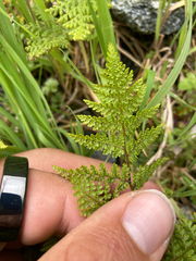 Hypolepis millefolium