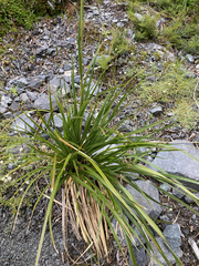 Chionochloa