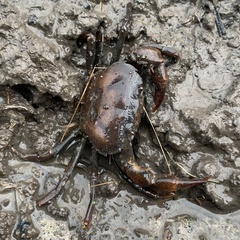 Parathelphusa convexa