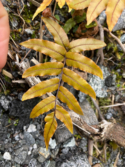 Blechnum procerum