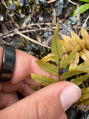 Blechnum procerum