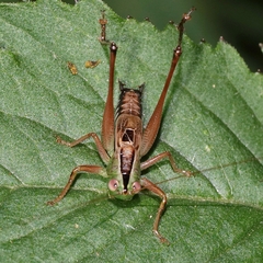 Conocephalus semivittatus