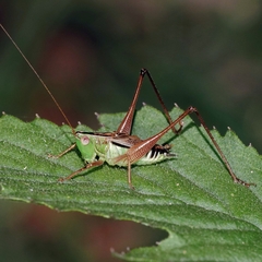 Conocephalus semivittatus