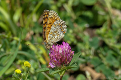 Melitaea ornata