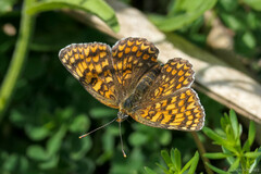 Melitaea ornata