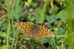 Melitaea ornata