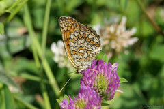 Melitaea ornata