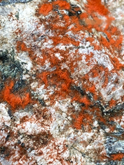 Trentepohlia aurea
