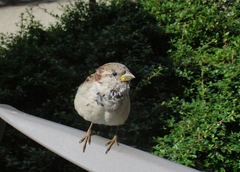 Passer domesticus