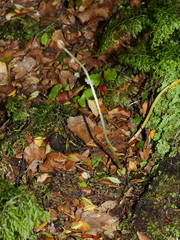 Corybas cheesemanii