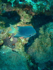 Pomacentrus flavioculus