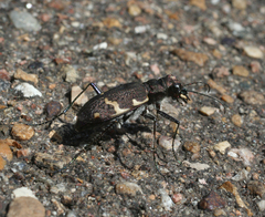 Cicindela sylvatica