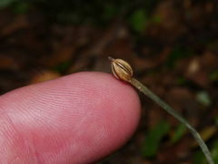 Corybas cheesemanii