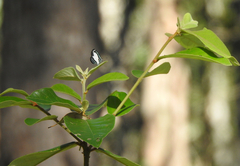 Psychonotis caelius