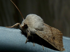 Orthosia gracilis