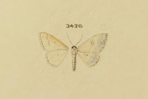 Scopula abornata