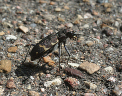 Cicindela sylvatica
