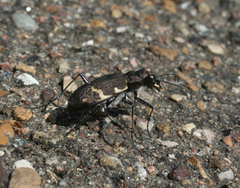 Cicindela sylvatica