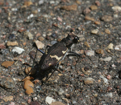 Cicindela sylvatica
