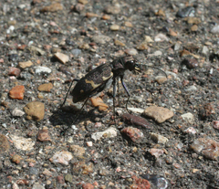 Cicindela sylvatica