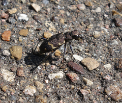 Cicindela sylvatica