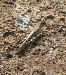 Schistocerca literosa