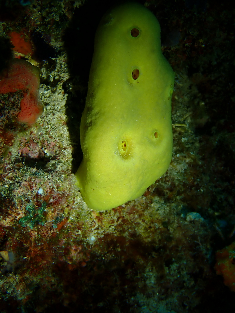 lemon sponge