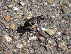 Cicindela sylvatica