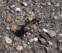 Cicindela sylvatica