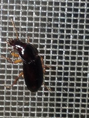 Pseudoophonus