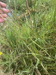 Carex appressa