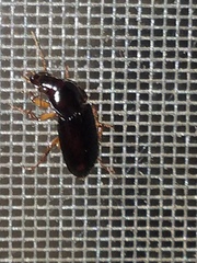 Pseudoophonus