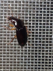 Pseudoophonus