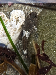 Clinocottus globiceps