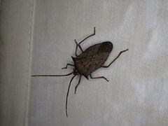 Neagenor spinosus