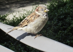 Passer domesticus