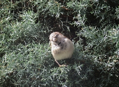 Passer domesticus