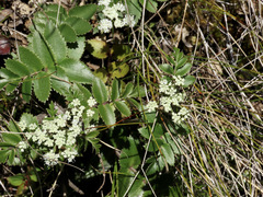 Gingidia montana