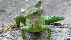 Basiliscus galeritus