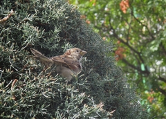 Passer domesticus
