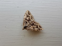 Xanthorhoe semifissata