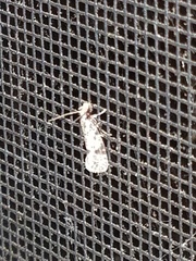 Amydria effrenatella