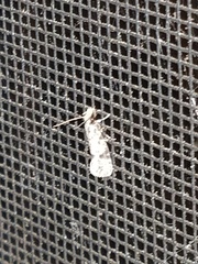 Amydria effrenatella