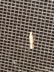 Amydria effrenatella