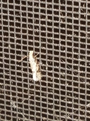 Amydria effrenatella