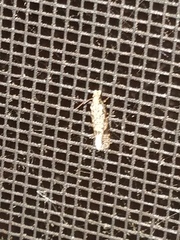 Amydria effrenatella