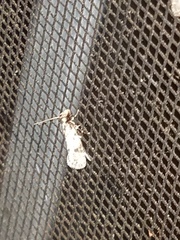 Amydria effrenatella