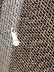 Amydria effrenatella