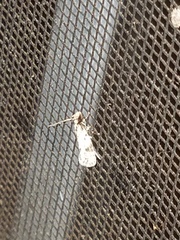 Amydria effrenatella